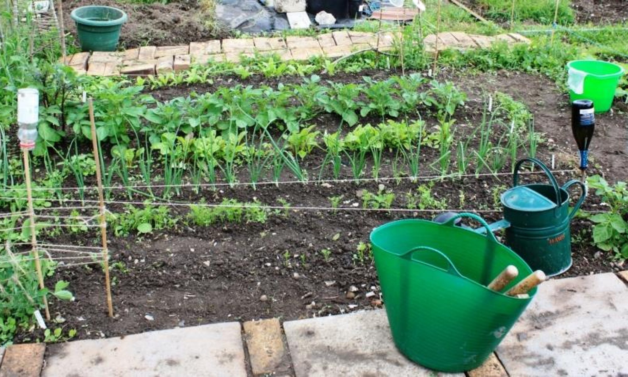 BALGA allotment