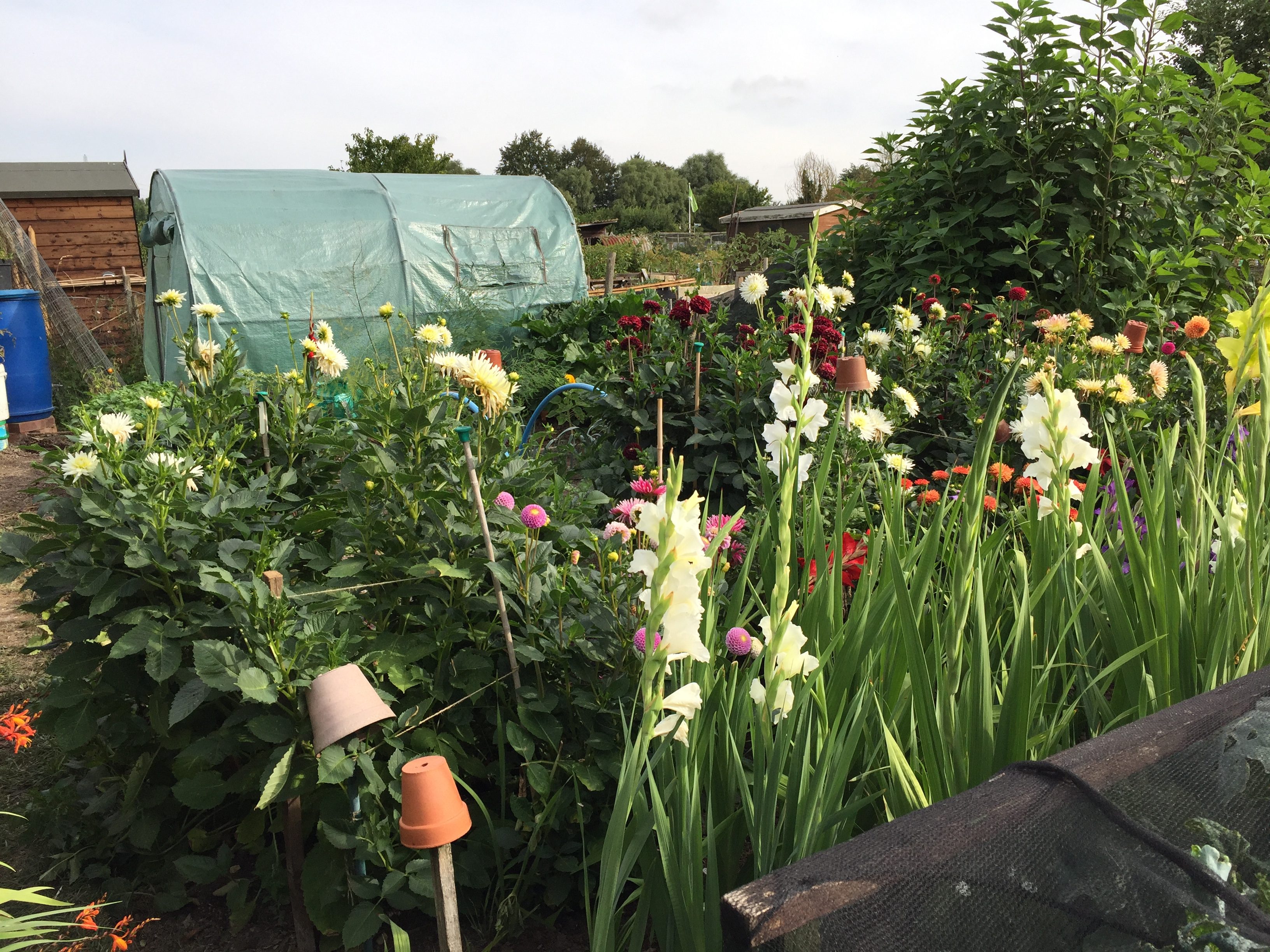 Wonderful display on the Best Kept Allotment 2018